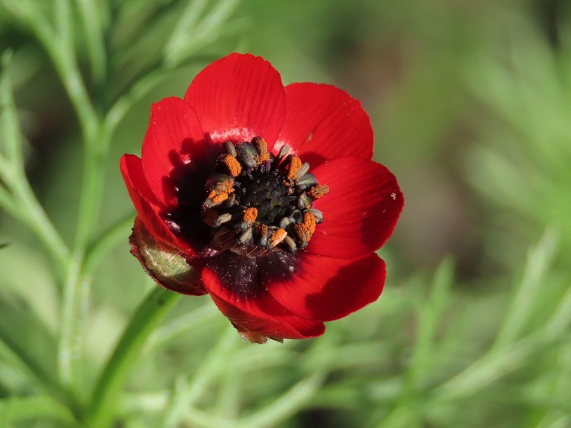 Ces fleurs sauvages qui embellissent nos chemins&nbsp;charentais