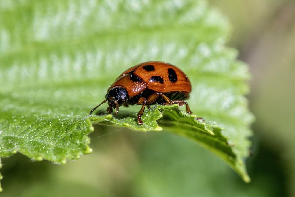Les Insectes Pollinisateurs en Charente : Invisibles Artisans de Nos Paysages et de Notre&nbsp;Économie