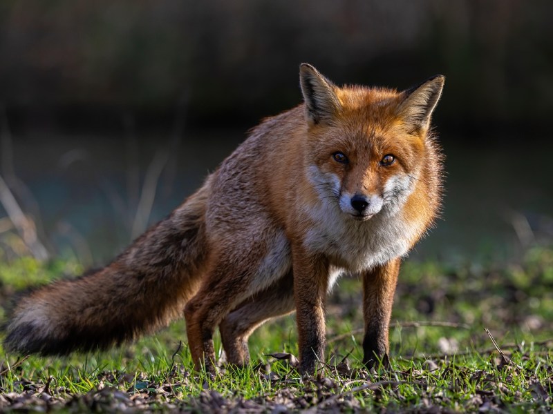 Le Centre de Sauvegarde de la Faune Sauvage de Torsac : Un Havre de Seconde Chance au Cœur de la&nbsp;Charente