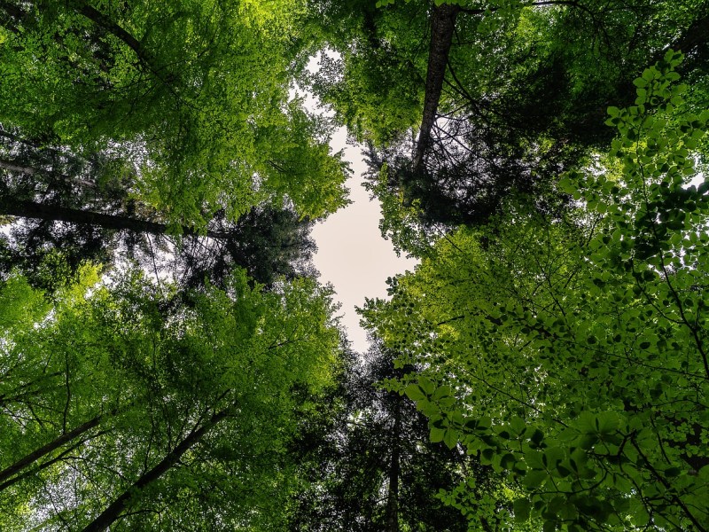 Promenade au cœur des forêts charentaises : un patrimoine vivant à&nbsp;sauvegarder