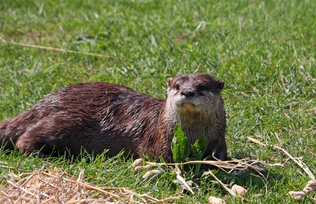 La loutre d&rsquo;Europe en Charente : Un retour discret mais&nbsp;prometteur