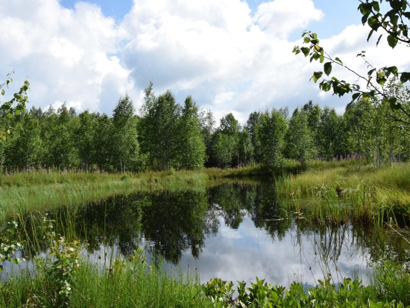 Mare et Haie : Ces Écosystèmes Miniatures, Piliers de la Biodiversité Rurale&nbsp;Charentaise