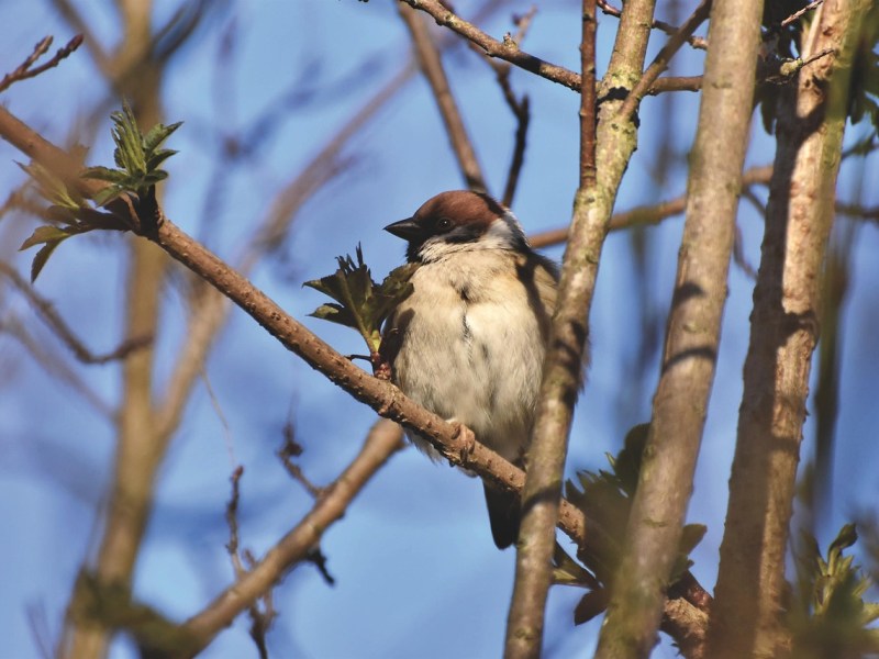Les Micro-Habitats en Milieu Agricole Charentais : Des Refuges de Vie&nbsp;Essentiels