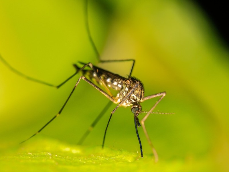 Le Moustique Tigre en Charente : Une Présence Établie, des Enjeux Sanitaires et des Réponses&nbsp;Locales