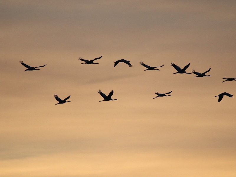 Les Oiseaux Migrateurs en Charente : Quand Notre Territoire Devient une Escale&nbsp;Vitale