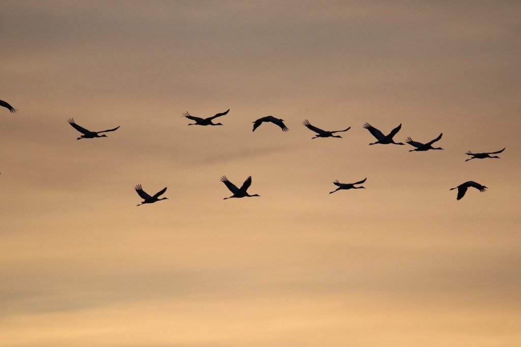 Les Oiseaux Migrateurs en Charente : Quand Notre Territoire Devient une Escale&nbsp;Vitale