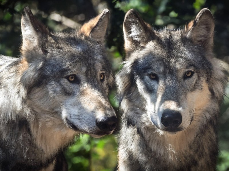 Le Retour Discret du Loup en Charente : Mythes, Réalités et&nbsp;Coexistence