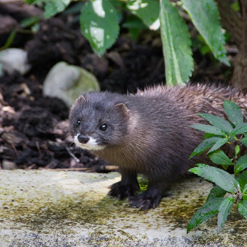 Le Vison d&rsquo;Europe en Charente : Une Course Contre la Montre pour un Symbole de Nos&nbsp;Rivières