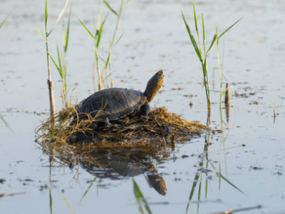 La Cistude d&rsquo;Europe en Charente : Une Tortue Emblématique Menacée, un Symbole de Nos Zones&nbsp;Humides
