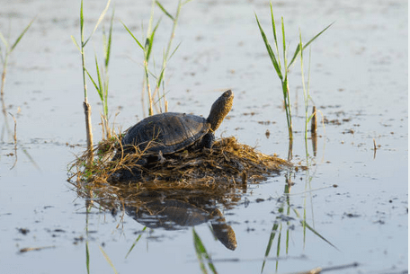La Cistude d&rsquo;Europe en Charente : Une Tortue Emblématique Menacée, un Symbole de Nos Zones&nbsp;Humides